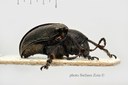 BE-RBINS-ENT Macetes albicans 1 - 6898 - 6921.JPG