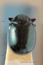 BE-RBINS-ENT Rhembastus irregularis 1 - 8131 - 8155.JPG