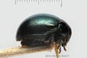 BE-RBINS-ENT Rhembastus irregularis 1 - 8157 - 8174.JPG