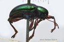 BE-RBINS-ENT Menius lacordairei 1 - 6320 - 6345.JPG
