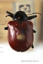BE-RBINS-ENT Neomenius rufipennis 1 - 7377 - 7405.JPG