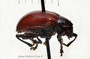 BE-RBINS-ENT Neomenius rufipennis 1 - 7406 - 7448.JPG
