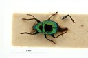 Nodostoma antarala t D.jpg