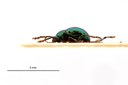 Nodostoma antarala t L.jpg