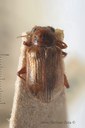 BE-RBINS-ENT Nodostoma vulgaris 1 - 7000 - 7017.JPG