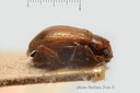 BE-RBINS-ENT Nodostoma vulgaris 1 - 7018 - 7036.JPG