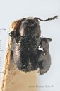 BE-RBINS-ENT Pausiris rotundicollis 1 - 6087 - 6103.JPG