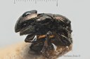 BE-RBINS-ENT Pausiris rotundicollis 1 - 6104 - 6120.JPG