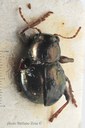 BE-RBINS-ENT Pausiris arachnoides 1 - 6121 - 6137.JPG