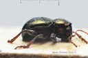 BE-RBINS-ENT Pausiris arachnoides 1 - 6138 - 6159.JPG