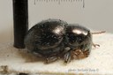 BE-RBINS-ENT Pausiris arachnoides 1 - 7747 - 7765.JPG