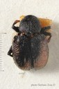 BE-RBINS-ENT Pausiris strigicollis 1 - 7767 - 7784.JPG