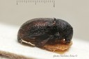 BE-RBINS-ENT Pausiris strigicollis 1 - 7786 - 7802.JPG
