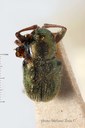 BE-RBINS-ENT Pseudocolaspis viridis 1 - 6957 - 6979.JPG