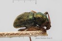 BE-RBINS-ENT Pseudocolaspis viridis 1 - 6980 - 6999.JPG
