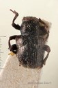 BE-RBINS-ENT Pseudocolaspis fuscoaenea  1 - 6922 - 6938.JPG