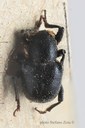 BE-RBINS-ENT Pseudocolaspis severini 1 - 5985 - 6003.JPG