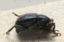 BE-RBINS-ENT Pseudocolaspis severini 1 - 6004 - 6020.JPG