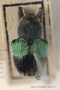 BE RBINS ENT Pseudocolaspis timiliathus 1 7449 - 7482.JPG