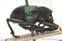 BE RBINS ENT Pseudocolaspis timiliathus 1 7484 - 7516.JPG