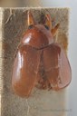 BE-RBINS-ENT Rhembastus interstitialis 1 - 7329 - 7352.JPG