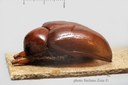 BE-RBINS-ENT Rhembastus interstitialis 1 - 7353 - 7375.JPG