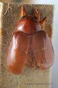 BE-RBINS-ENT Rhembastus interstitialis 1 - 6649 - 6668.JPG
