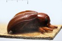 BE-RBINS-ENT Rhembastus interstitialis 1 - 6671 - 6692.JPG