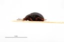Rhyparida purana t L.jpg