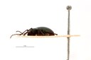 Rhyparida straeleni t L.jpg