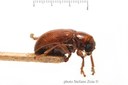 BE-RBINS-ENT Afroeurydemus alluaudi 1 - 8100 - 8128.JPG