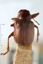 BE-RBINS-ENT Syagrus alluaudi 1 - 6565 - 6583.JPG
