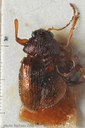 BE-RBINS-ENT Trichostola vestita No type 1 - 5640 - 5656.JPG