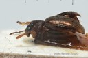 BE-RBINS-ENT Trichostola vestita No type 1 - 5657 - 5680.JPG