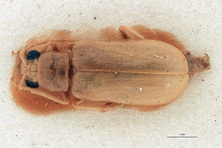 Cynorita albicans Ex-T D.jpg