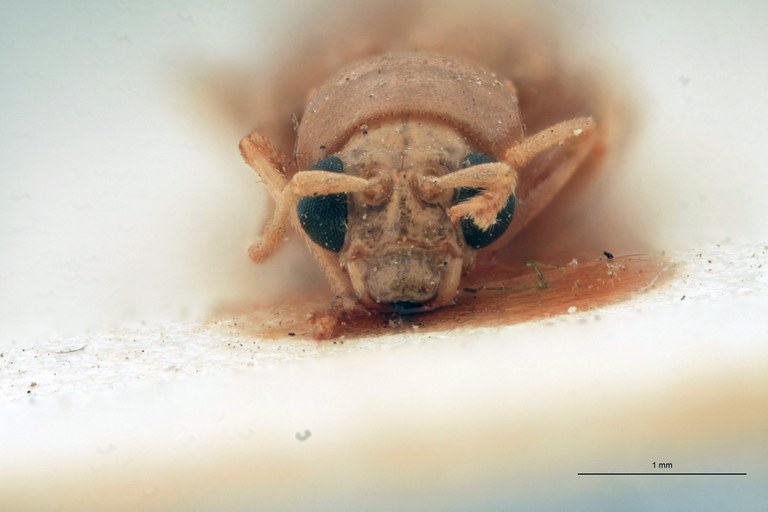 Cynorita albicans Ex-T F.jpg