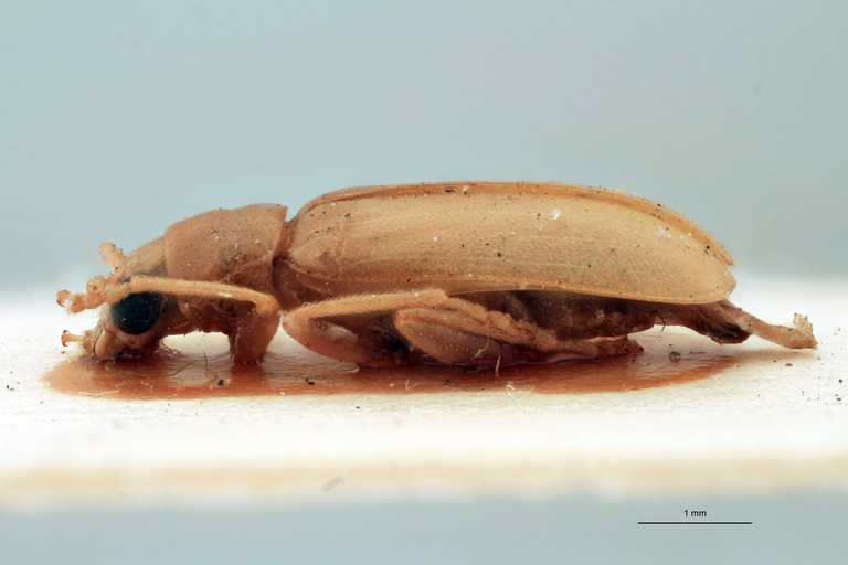 Cynorita albicans Ex-T L.jpg