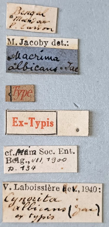 Cynorita albicans Ex-T Labels.jpg