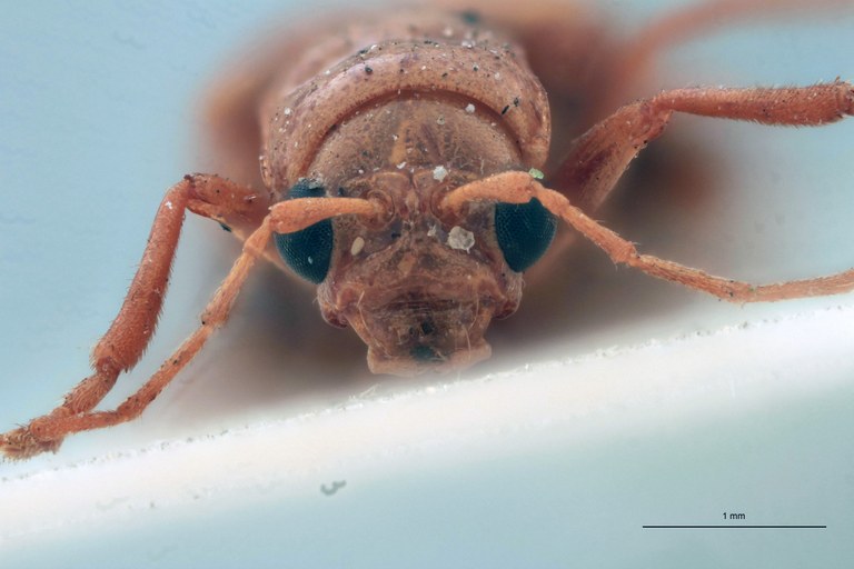 Cynorita citrina Pt F.jpg