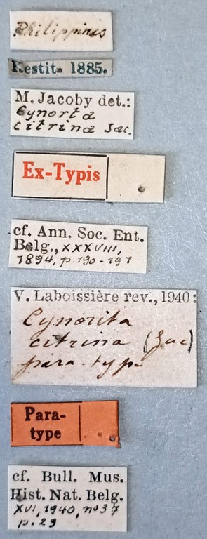 Cynorita citrina Pt Labels.jpg