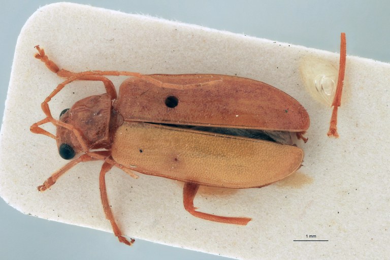 Cynorita citrina T D.jpg