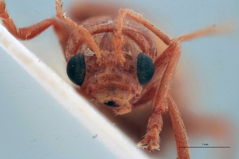 Cynorita citrina T F.jpg