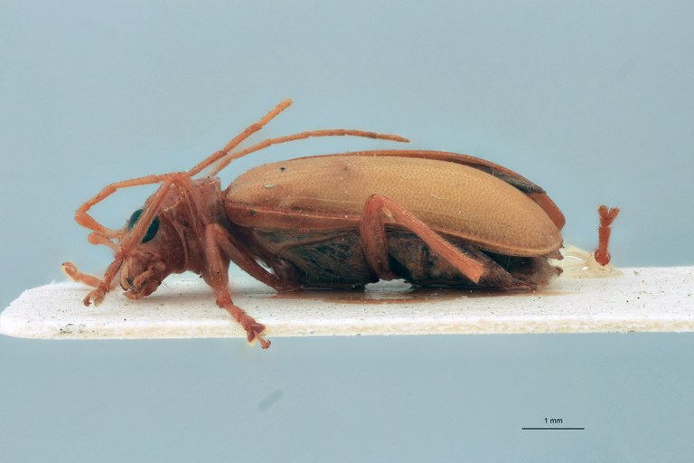 Cynorita citrina T L.jpg