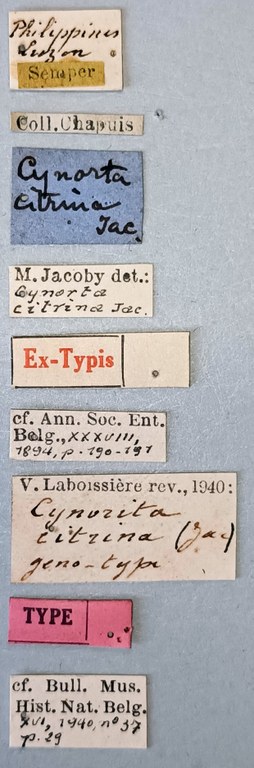 Cynorita citrina T Labels.jpg
