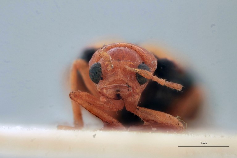 Cynorita limbata T F.jpg