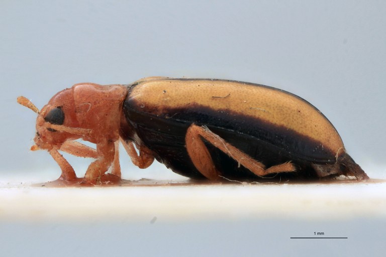 Cynorita limbata T L.jpg