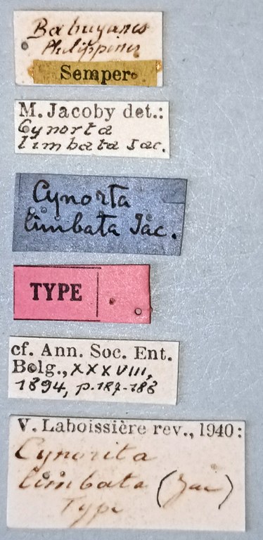 Cynorita limbata T Labels.jpg
