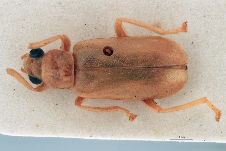 Cynorita pallida T D.jpg