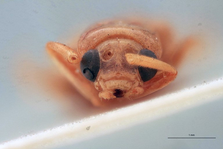 Cynorita pallida T F.jpg