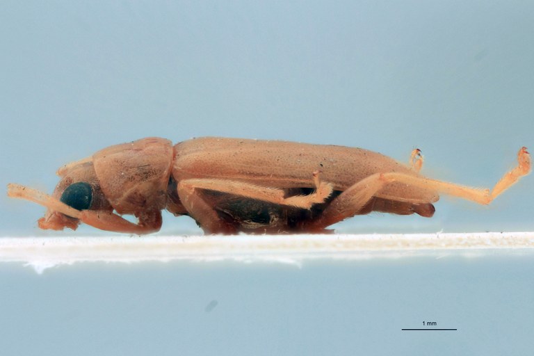 Cynorita pallida T L.jpg